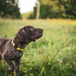 A happy puppy wearing an adjustable collar during a walk in a park, showcasing comfort and style.