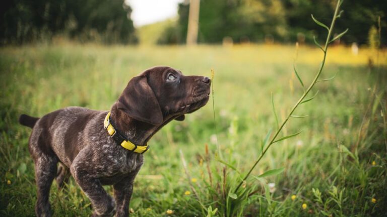 Selecting Adjustable Dog Collars for Growing Pups